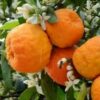 Pétales d'orange amère séchées infusion premium pour thés 500 grammes