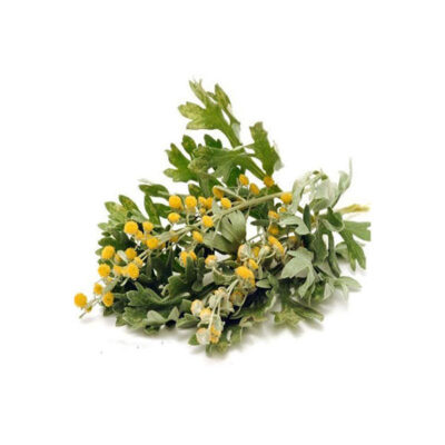 Absinthe séchée (Artemisia absinthium) – 600g – Herbe amère premium