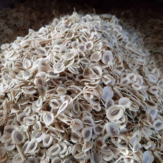 Graines de livèche séchées - 600g - Épice culinaire premium
