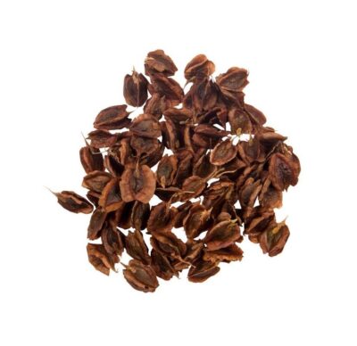 Graines de rhubarbe séchées – 750g – Plantes de qualité premium pour la culture