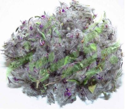 Feuilles séchées de Stachys lavandulifolia Chaye-e-Kohi 750 grammes