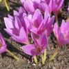 Colchicum sucré Suranjan séché - 100g Remède à base de plantes premium