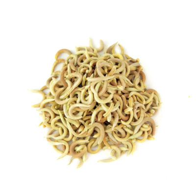 Gousses de graines d’astragale Hamosus séchées / Hairy Vetchling – 500g