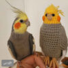 Amigurumi Oiseau Cockatiel en Peluche – Jouet en Crochet Fait Main | Doux et Charmant