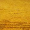 Tapis en laine Gabbeh persan authentique tissé à la main jaune