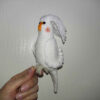 Amigurumi Perruche Cockatiel Lutino à Face Blanche en Peluche – Jouet en Crochet Adorable et Détaillé