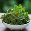 Origan séché premium – 30 g