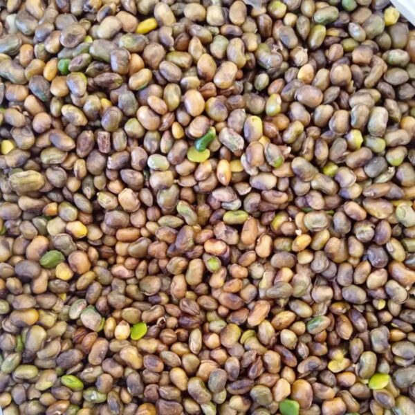 Pistaches kurdes décortiquées – Pistaches des montagnes sauvages, Pistacia Atlantica – 1000 g