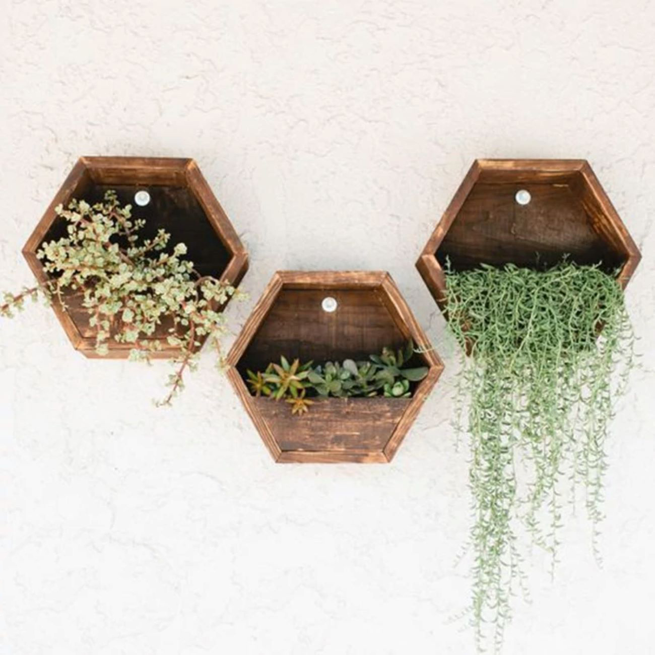Jardinière murale en forme d'hexagone – Cactus, matériau en bois (1 pièce)